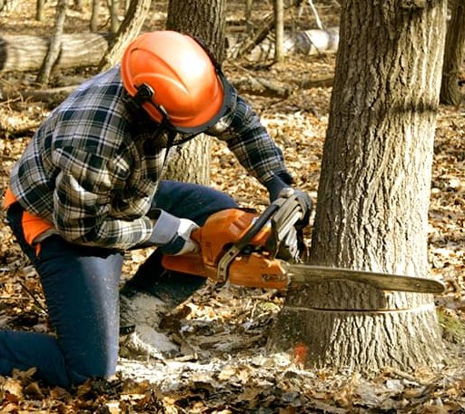 Tree Removal in Haskell, NJ